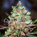 Cotton Candy (Delicious Seeds) Feminiserede