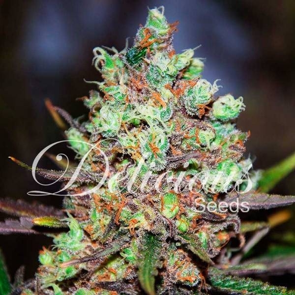 Cotton Candy (Delicious Seeds) Feminiserede