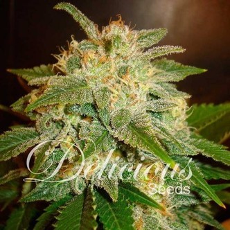 La Bella Afrodita (Delicious Seeds) feminiserede cannabisfr&oslash;