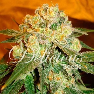 Marmalate (Delicious Seeds) feminiserede cannabisfr&oslash;