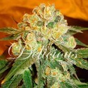 Marmalate (Delicious Seeds) Feminiserede