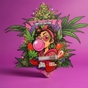 Funky Strawberriez Auto (Pure Instinto x Zamnesia Seeds) Feminized