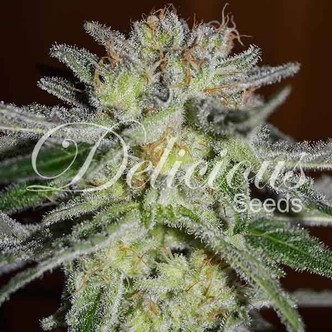 Northern Light Blue (Delicious Seeds) feminiserede cannabisfr&oslash;