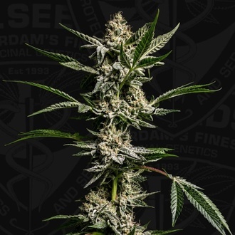 FireGum (T.H.Seeds) feminiseret