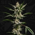 FireGum (T.H.Seeds) feminiseret