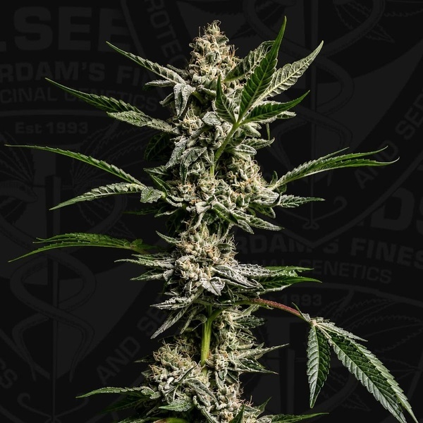 FireGum (T.H.Seeds) feminiseret