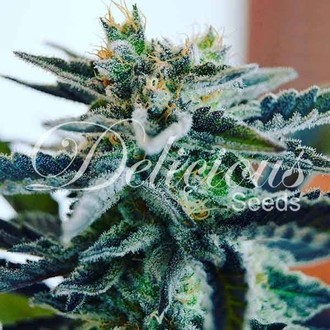 Sugar Black Rose (Delicious Seeds) Feminiserede