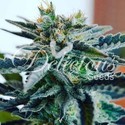 Sugar Black Rose (Delicious Seeds) Feminiserede