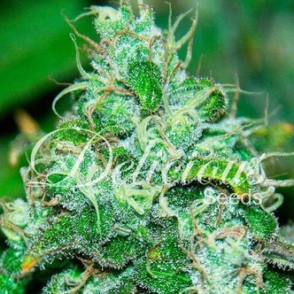 Fruity Chronic Juice (Delicious Seeds) feminiserede