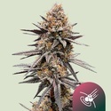 Gravity Berry F1 (Royal Queen Seeds) Feminiserede