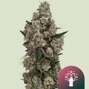 Supersoda F1 (Royal Queen Seeds) Feminiserede