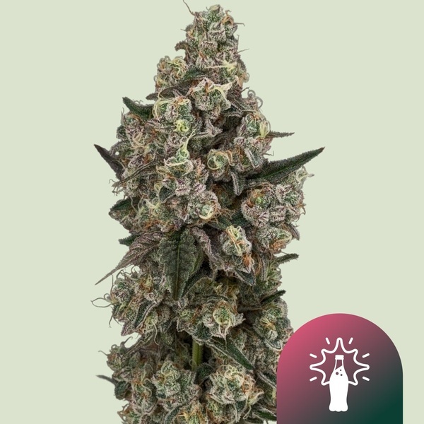 Supersoda F1 (Royal Queen Seeds) Feminiserede
