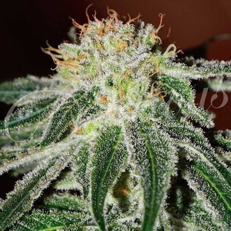 Black Russian (Delicious Seeds) Feminiserede