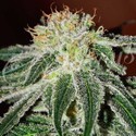 Black Russian (Delicious Seeds) Feminiserede
