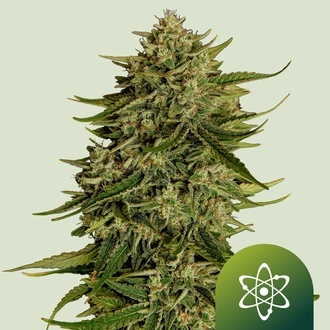 Quantum Terp F1 Auto (Royal Queen Seeds) Feminiseret