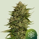 Quantum Terp F1 Auto (Royal Queen Seeds) Feminiseret