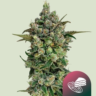 Dark Matter Cake F1 (Royal Queen Seeds) Feminiserede