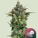 Dark Matter Cake F1 (Royal Queen Seeds) Feminiserede