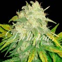 Il Diavolo (Delicious Seeds) Feminiserede