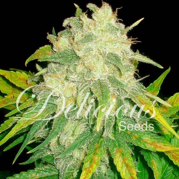 Il Diavolo (Delicious Seeds) Feminiserede