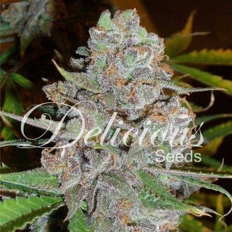 La Diva (Delicious Seeds) feminiseret