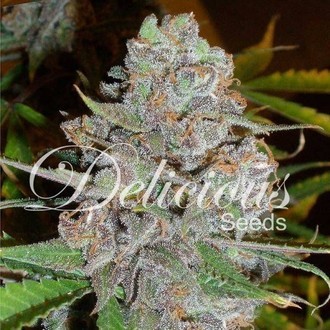 La Diva (Delicious Seeds) Feminiserede
