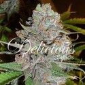 La Diva (Delicious Seeds) Feminiserede