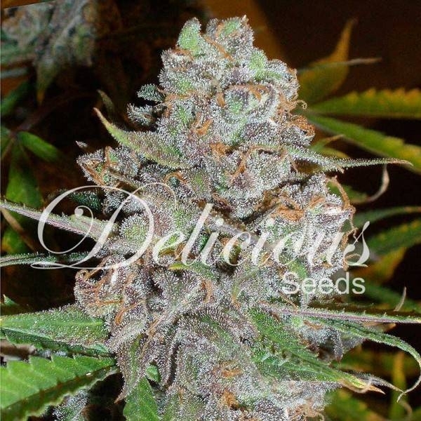 La Diva (Delicious Seeds) Feminiserede