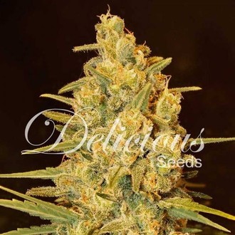 Critical Sensi Star (Delicious Seeds) Feminiserede