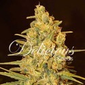 Critical Sensi Star (Delicious Seeds) Feminiserede
