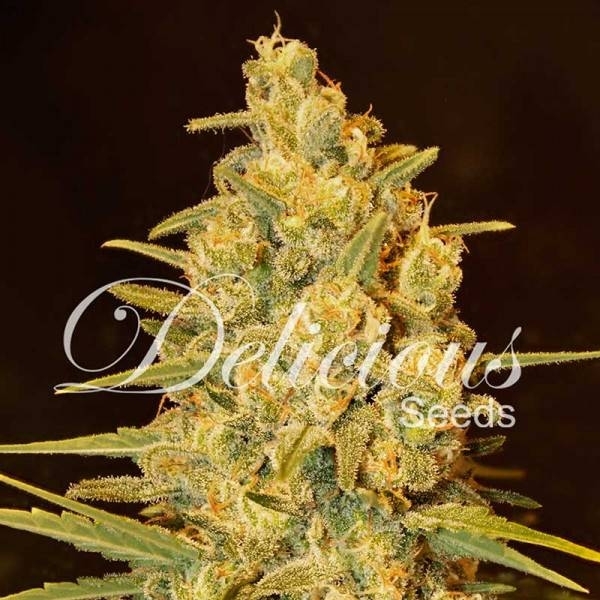 Critical Sensi Star (Delicious Seeds) Feminiserede