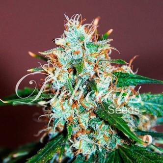 Critical Neville Haze 2.0 (Delicious Seeds) feminiserede cannabisfr&oslash;