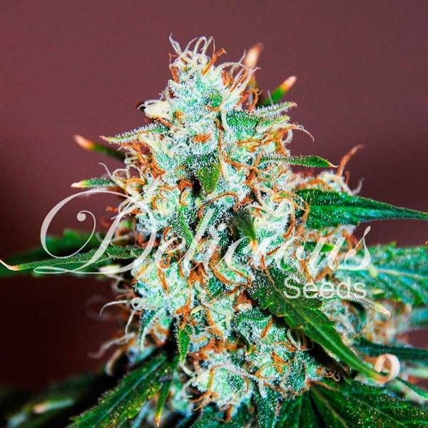 Critical Neville Haze 2.0 (Delicious Seeds) Feminiserede
