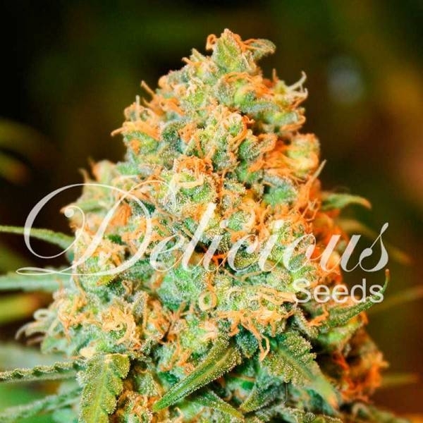 Critical Super Silver Haze (Delicious Seeds) Feminiserede