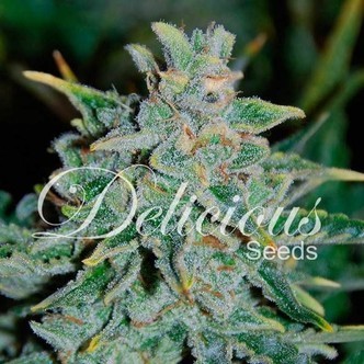 Northern Light Blue Auto (Delicious Seeds) feminiserede cannabisfr&oslash;