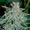Northern Light Blue Auto (Delicious Seeds) Feminiserede