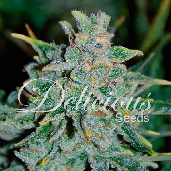 Northern Light Blue Auto (Delicious Seeds) Feminiserede