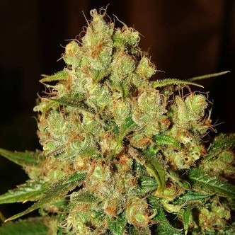 Master Kush (Nirvana) feminiserede cannabisfr&oslash;