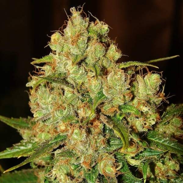 Master Kush (Nirvana) Feminiserede