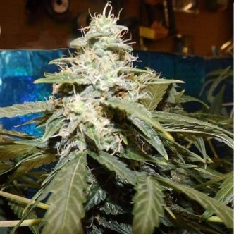 Short Rider Auto (Nirvana) feminiserede cannabisfr&oslash;