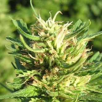 Super Skunk (Nirvana) Feminiserede