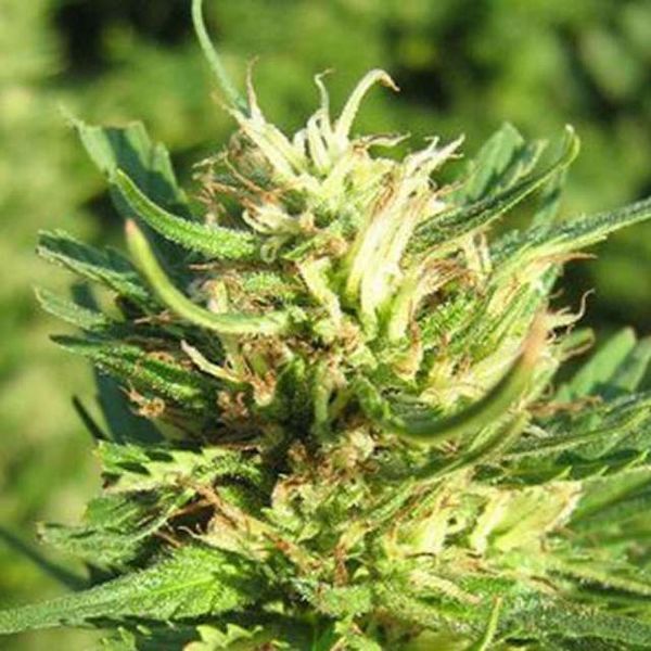 Super Skunk (Nirvana) Feminiserede