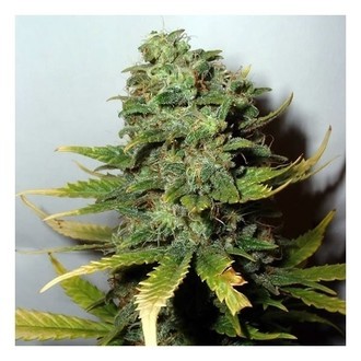 Super Skunk (Nirvana) Feminiserede
