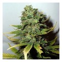 Super Skunk (Nirvana) Feminiserede