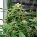 White Rhino (Nirvana) Feminiserede
