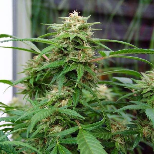 White Rhino (Nirvana) Feminiserede
