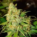 Auto Bubblelicious (Nirvana) Feminiserede