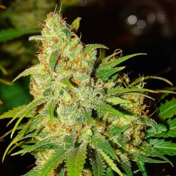 Auto Bubblelicious (Nirvana) Feminiserede