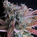 Raspberry Cough (Nirvana) Feminiserede