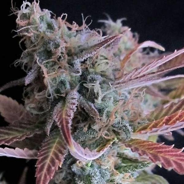 Raspberry Cough (Nirvana) Feminiserede